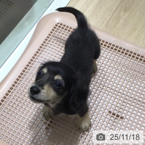 カニーンヘン・ダックスフンドの写真