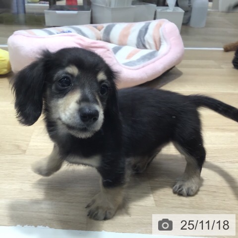 千葉県のカニンヘンダックスフンド(ロング) (ペットプラス 木更津店/2025年9月14日生まれ/男の子/ブラックイエロー)の子犬の4枚目の画像