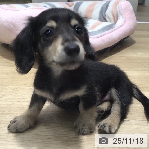 カニーンヘン・ダックスフンドの写真