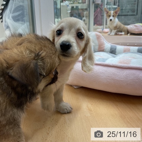 カニーンヘン・ダックスフンドの写真