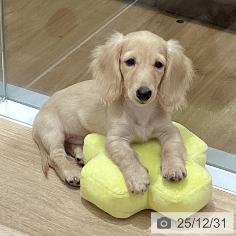 東京都のカニンヘンダックスフンド(ロング) (ペットプラス MARK IS 葛飾かなまち店/2025年9月14日生まれ/男の子/イエロー)の子犬の4枚目の画像