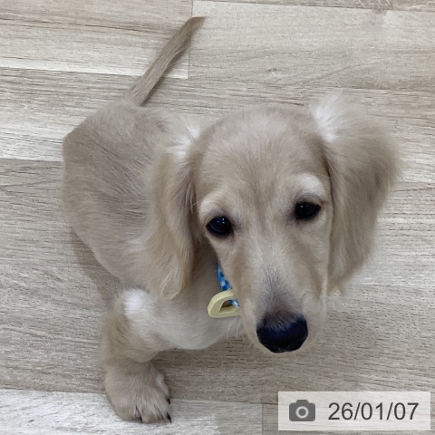 群馬県のカニンヘンダックスフンド(ロング) (ペットプラス 前橋店/2025年9月14日生まれ/男の子/イエロー)の子犬の4枚目の画像