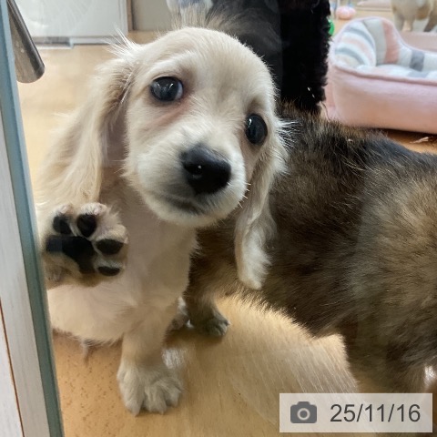 カニーンヘン・ダックスフンドの写真