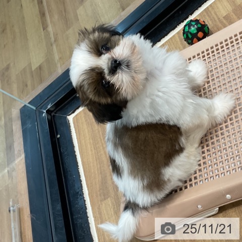 埼玉県のシーズー (ペッツワン 新座店/2025年9月14日生まれ/男の子/ホワイトゴールド)の子犬の3枚目の画像