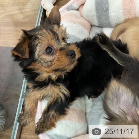 埼玉県のヨークシャーテリア (ペッツワン 吉川美南店/2025年9月13日生まれ/男の子/スチールブルータン)の子犬の4枚目の画像