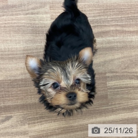 埼玉県のヨークシャーテリア (ペッツワン 吉川美南店/2025年9月13日生まれ/男の子/スチールブルータン)の子犬の3枚目の画像