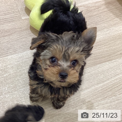 東京都のヨークシャーテリア (ペットプラス MARK IS 葛飾かなまち店/2025年9月13日生まれ/男の子/スチールブルータン)の子犬の4枚目の画像