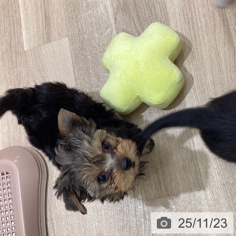 東京都のヨークシャーテリア (ペットプラス MARK IS 葛飾かなまち店/2025年9月13日生まれ/男の子/スチールブルータン)の子犬の3枚目の画像