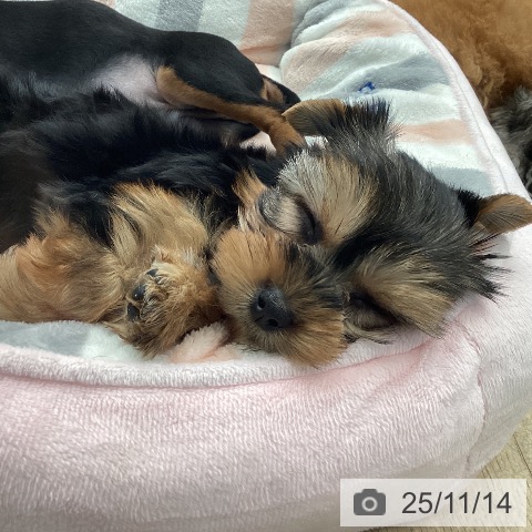 ヨークシャー・テリアの写真