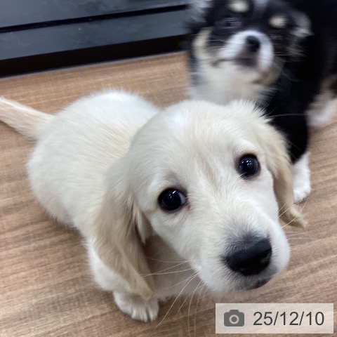 茨城県のミニチュアダックスフンド(ロング) (ペッツワン つくば店/2025年9月14日生まれ/女の子/イエローパイボールド)の子犬の4枚目の画像