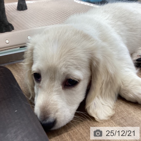 茨城県のミニチュアダックスフンド(ロング) (ペッツワン つくば店/2025年9月14日生まれ/女の子/イエローパイボールド)の子犬の4枚目の画像