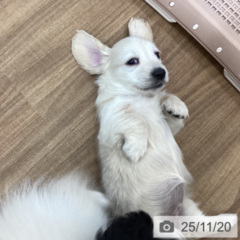 茨城県のミニチュアダックスフンド(ロング) (ペッツワン つくば店/2025年9月14日生まれ/女の子/イエローパイボールド)の子犬の3枚目の画像