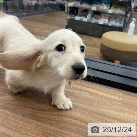 茨城県のミニチュアダックスフンド(ロング) (ペッツワン つくば店/2025年9月14日生まれ/女の子/イエローパイボールド)の子犬の3枚目の画像