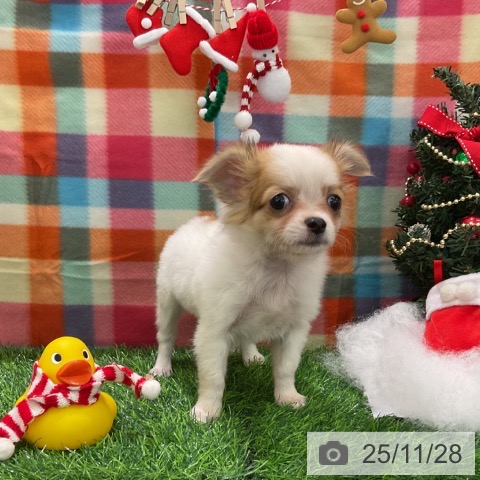 千葉県のチワワ(ロング) (ペットプラス コトエ流山おおたかの森店/2025年9月15日生まれ/女の子/ホワイトフォーン)の子犬の4枚目の画像