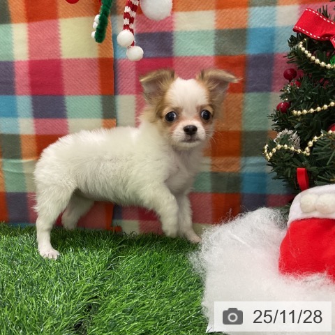 千葉県のチワワ(ロング) (ペットプラス コトエ流山おおたかの森店/2025年9月15日生まれ/女の子/ホワイトフォーン)の子犬の3枚目の画像