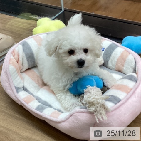 東京都のビションフリーゼ (ペッツワン 青梅インター店/2025年9月15日生まれ/男の子/ホワイト)の子犬の3枚目の画像