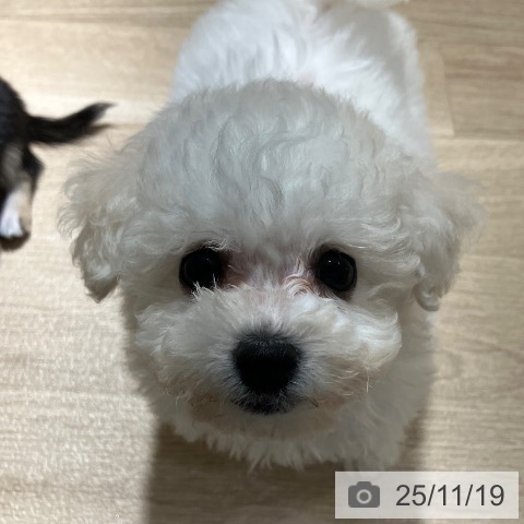 ビション・フリーゼの写真