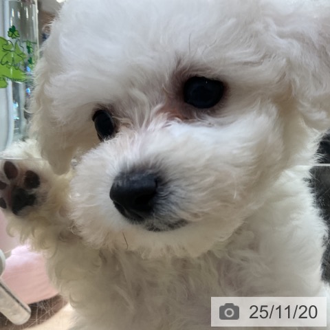 ビション・フリーゼの写真