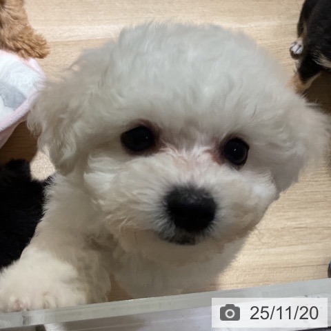 ビション・フリーゼの写真