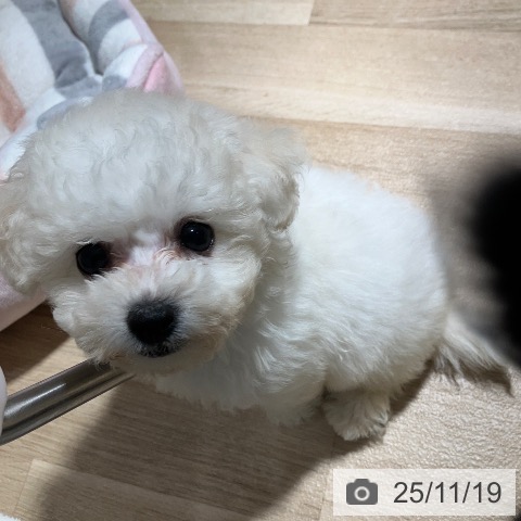 ビション・フリーゼの写真