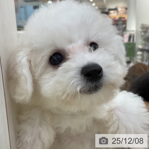 神奈川県のビションフリーゼ (ペットプラス 湘南平塚店/2025年9月15日生まれ/女の子/ホワイト)の子犬の4枚目の画像