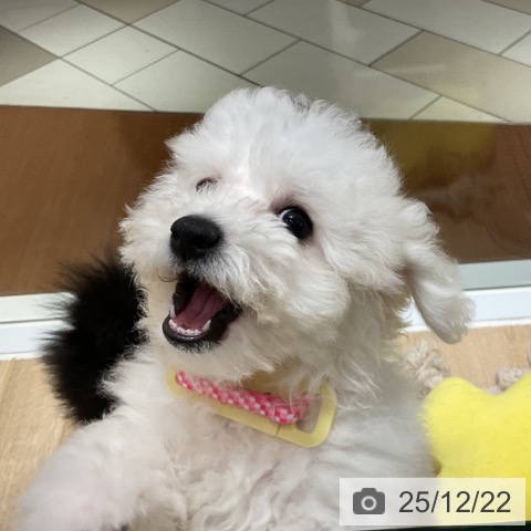 神奈川県のビションフリーゼ (ペットプラス 相模原並木店/2025年9月15日生まれ/女の子/ホワイト)の子犬の4枚目の画像