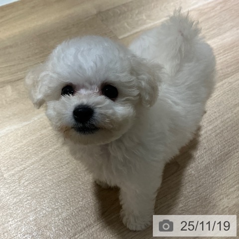 ビション・フリーゼの写真