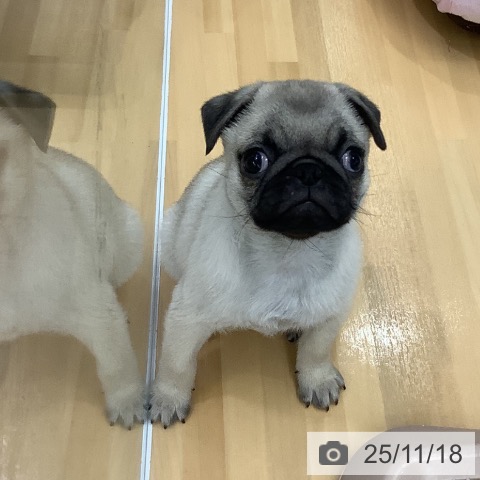 パグの写真