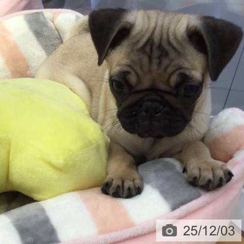 山形県のパグ (ペットプラス 天童店/2025年9月17日生まれ/女の子/フォーン)の子犬の4枚目の画像