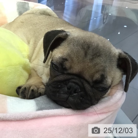 山形県のパグ (ペットプラス 天童店/2025年9月17日生まれ/女の子/フォーン)の子犬の3枚目の画像