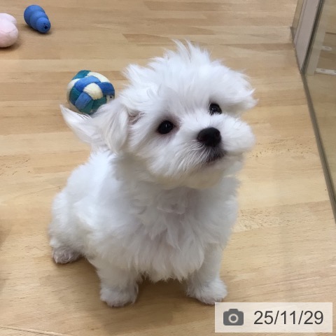埼玉県のマルチーズ (ペットプラス 浦和美園店/2025年9月16日生まれ/男の子/ホワイト)の子犬の4枚目の画像