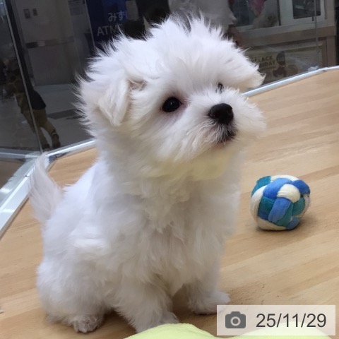 埼玉県のマルチーズ (ペットプラス 浦和美園店/2025年9月16日生まれ/男の子/ホワイト)の子犬の3枚目の画像