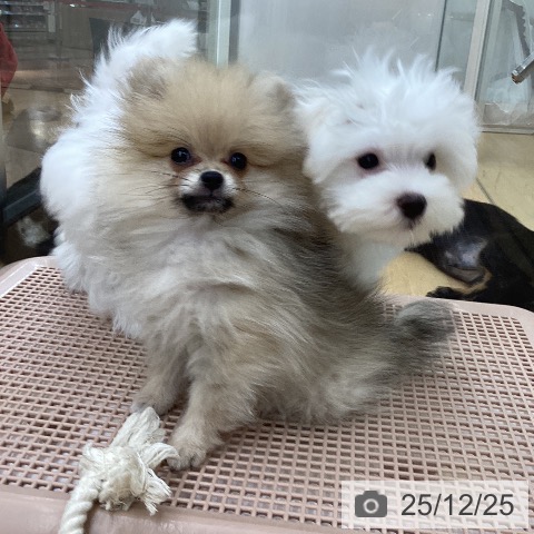 埼玉県のマルチーズ (ペットプラス 浦和美園店/2025年9月16日生まれ/男の子/ホワイト)の子犬の3枚目の画像