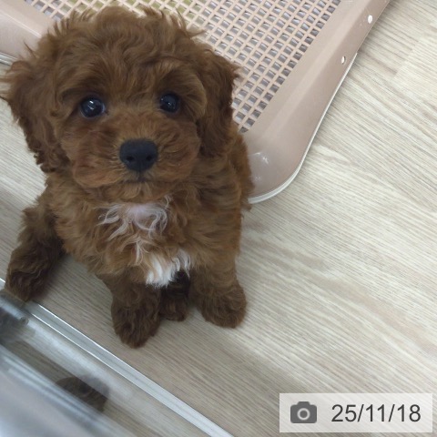 埼玉県のトイプードル(トイ) (ペットプラス 八潮店/2025年9月16日生まれ/女の子/レッド)の子犬の4枚目の画像