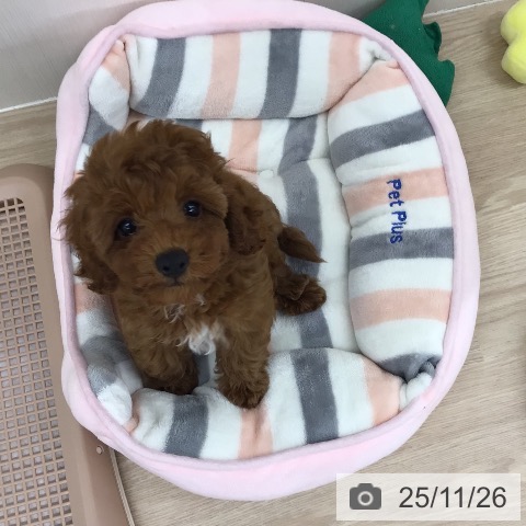 埼玉県のトイプードル(トイ) (ペットプラス 八潮店/2025年9月16日生まれ/女の子/レッド)の子犬の3枚目の画像