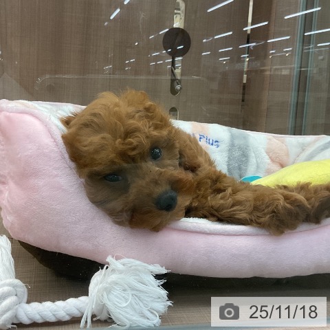 トイ・プードルの写真