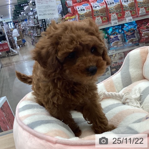 神奈川県のトイプードル(トイ) (ペッツワン 横須賀久里浜店/2025年9月16日生まれ/女の子/レッド)の子犬の4枚目の画像