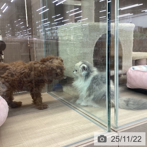 神奈川県のトイプードル(トイ) (ペッツワン 横須賀久里浜店/2025年9月16日生まれ/女の子/レッド)の子犬の3枚目の画像