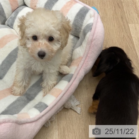 神奈川県のトイプードル(トイ) (ペットプラス 天王町店/2025年9月16日生まれ/男の子/ホワイト)の子犬の3枚目の画像