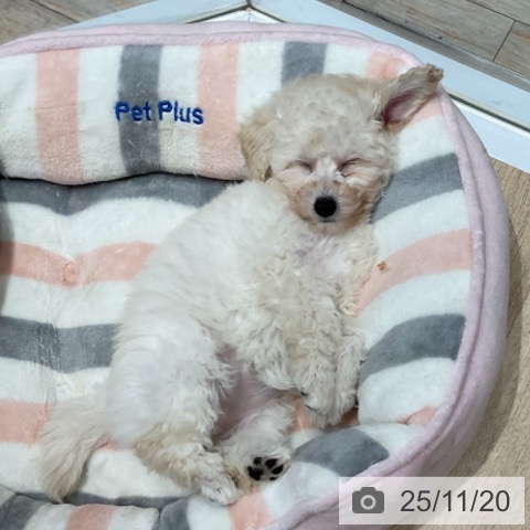 埼玉県のトイプードル(トイ) (ペットプラス ららぽーと富士見店/2025年9月16日生まれ/女の子/ホワイト)の子犬の4枚目の画像