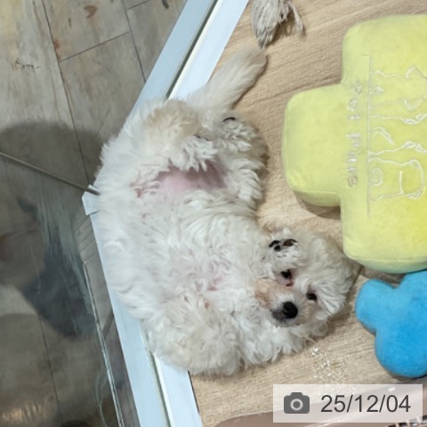 埼玉県のトイプードル(トイ) (ペットプラス ららぽーと富士見店/2025年9月16日生まれ/女の子/ホワイト)の子犬の3枚目の画像