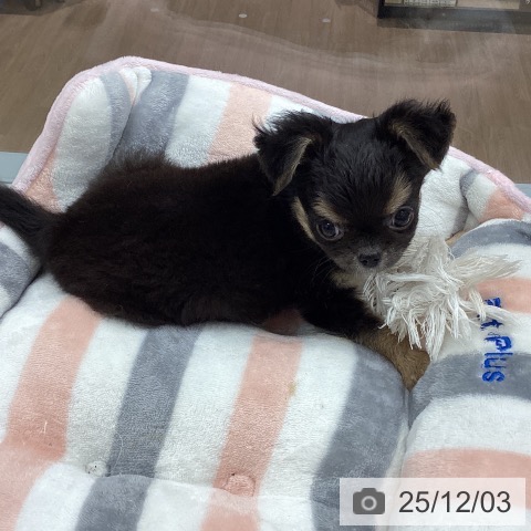 埼玉県のチワワ(ロング) (ペットプラス 川口店/2025年9月11日生まれ/女の子/ブラックタンホワイト)の子犬の4枚目の画像