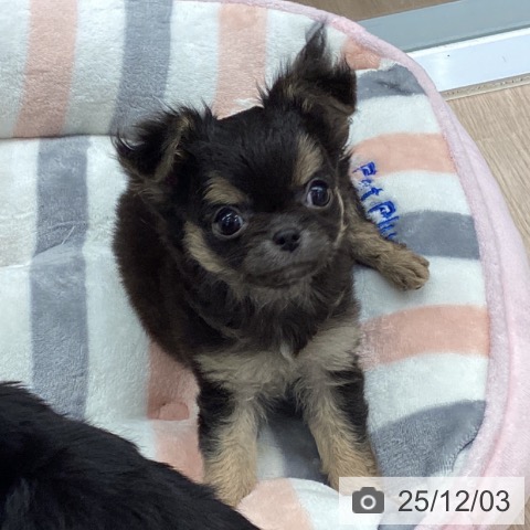 埼玉県のチワワ(ロング) (ペットプラス 川口店/2025年9月11日生まれ/女の子/ブラックタンホワイト)の子犬の3枚目の画像