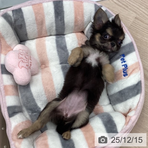 埼玉県のチワワ(ロング) (ペットプラス 川口店/2025年9月11日生まれ/女の子/ブラックタンホワイト)の子犬の4枚目の画像