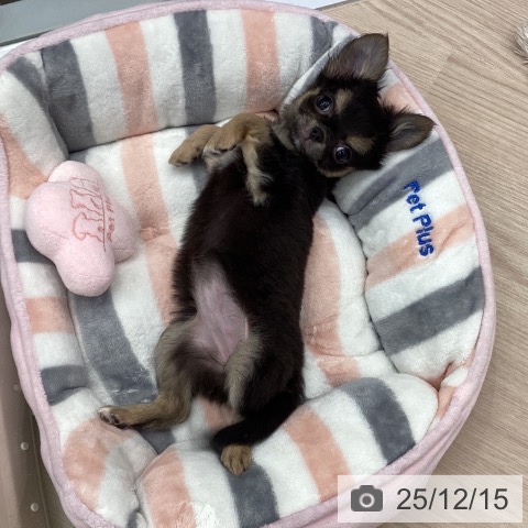 埼玉県のチワワ(ロング) (ペットプラス 川口店/2025年9月11日生まれ/女の子/ブラックタンホワイト)の子犬の3枚目の画像