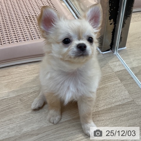 東京都のチワワ(ロング) (ペットプラス アクアシティお台場店/2025年9月16日生まれ/男の子/クリーム)の子犬の4枚目の画像