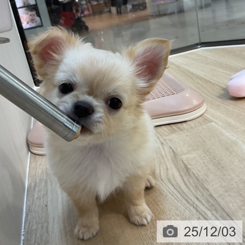 東京都のチワワ(ロング) (ペットプラス アクアシティお台場店/2025年9月16日生まれ/男の子/クリーム)の子犬の3枚目の画像