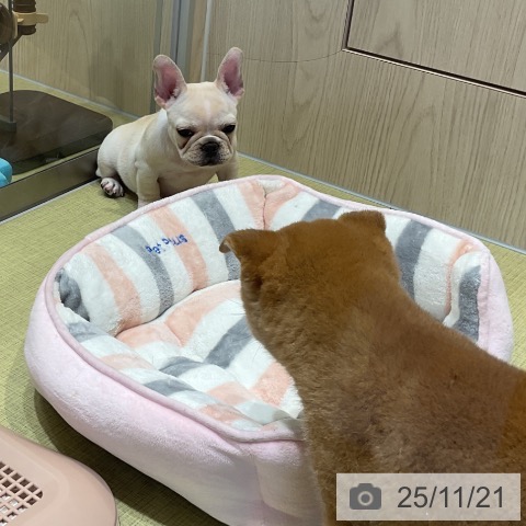 フレンチ・ブルドッグの写真