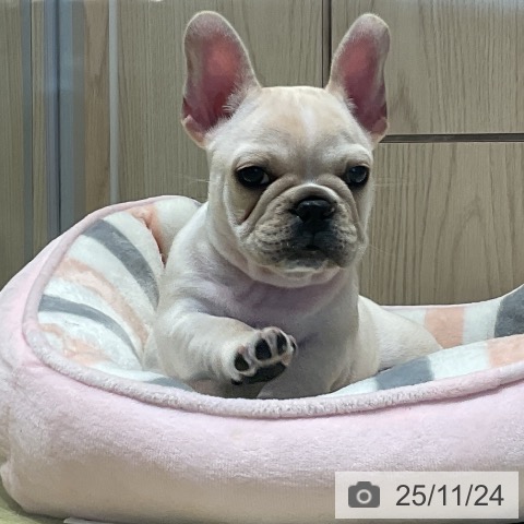 福島県のフレンチブルドッグ (ペットプラス イオンタウン郡山店/2025年9月17日生まれ/女の子/クリーム)の子犬の4枚目の画像