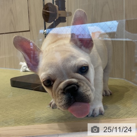 福島県のフレンチブルドッグ (ペットプラス イオンタウン郡山店/2025年9月17日生まれ/女の子/クリーム)の子犬の3枚目の画像